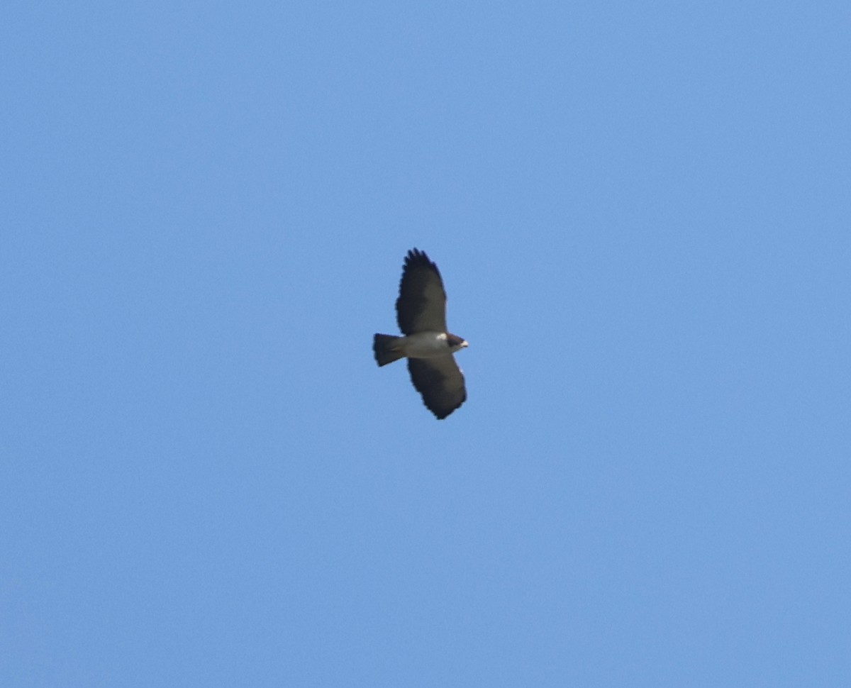 Short-tailed Hawk - ML616011610