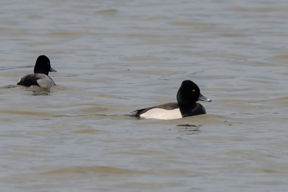 Ring-necked Duck x Greater Scaup (hybrid) - ML616011627