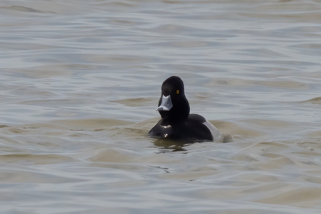 Ring-necked Duck x Greater Scaup (hybrid) - ML616011630