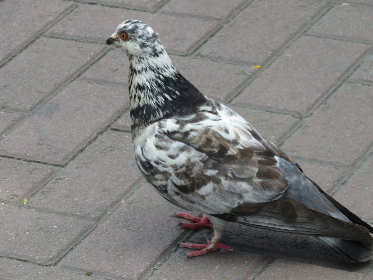 Pigeon biset (forme domestique) - ML616011646