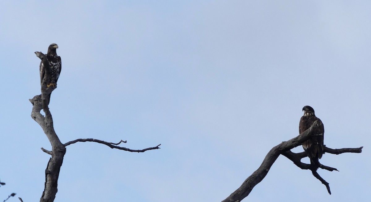 Белоголовый орлан - ML616011656