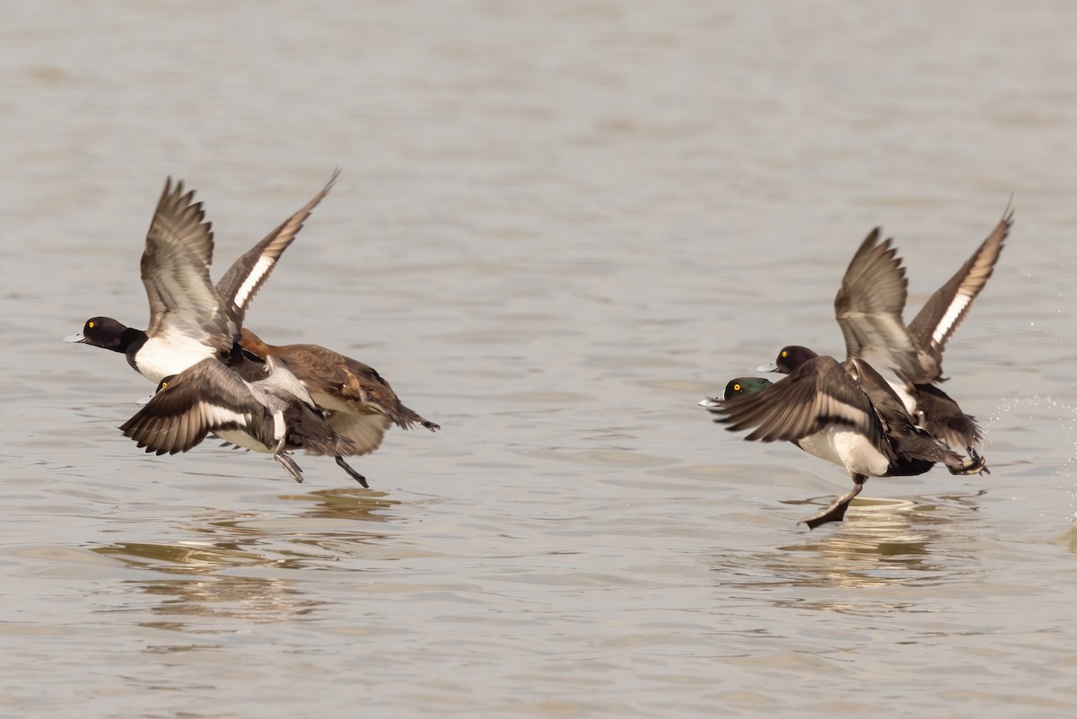 Ring-necked Duck x Greater Scaup (hybrid) - ML616011675