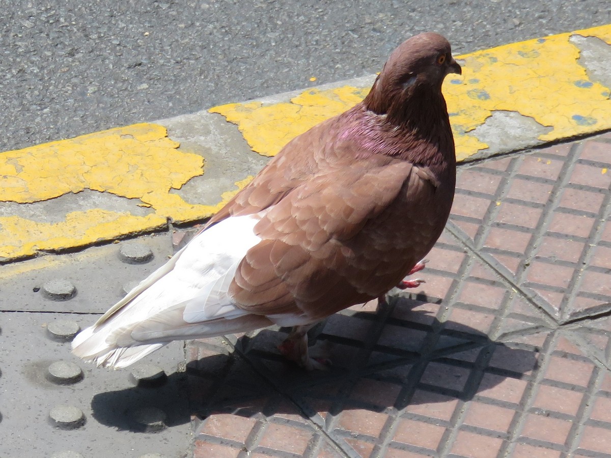 Rock Pigeon (Feral Pigeon) - ML616011736