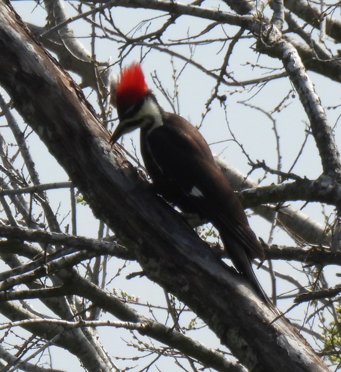 Pileated Woodpecker - ML616011841