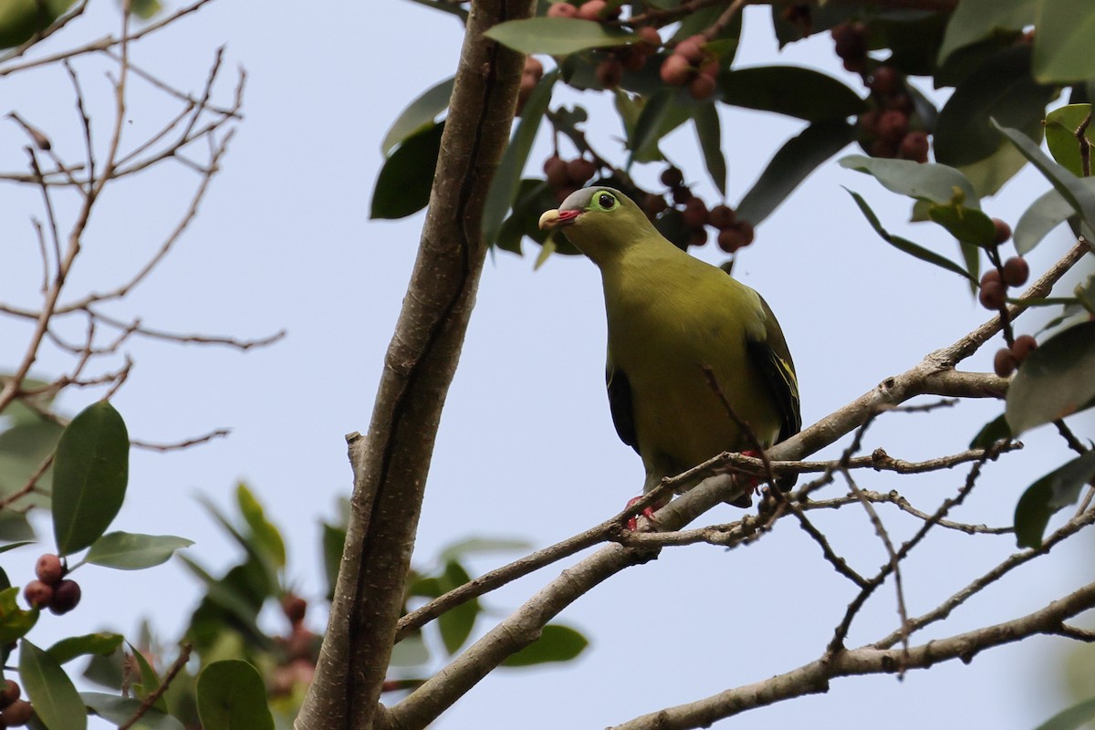 Thick-billed Green-Pigeon - ML616011966