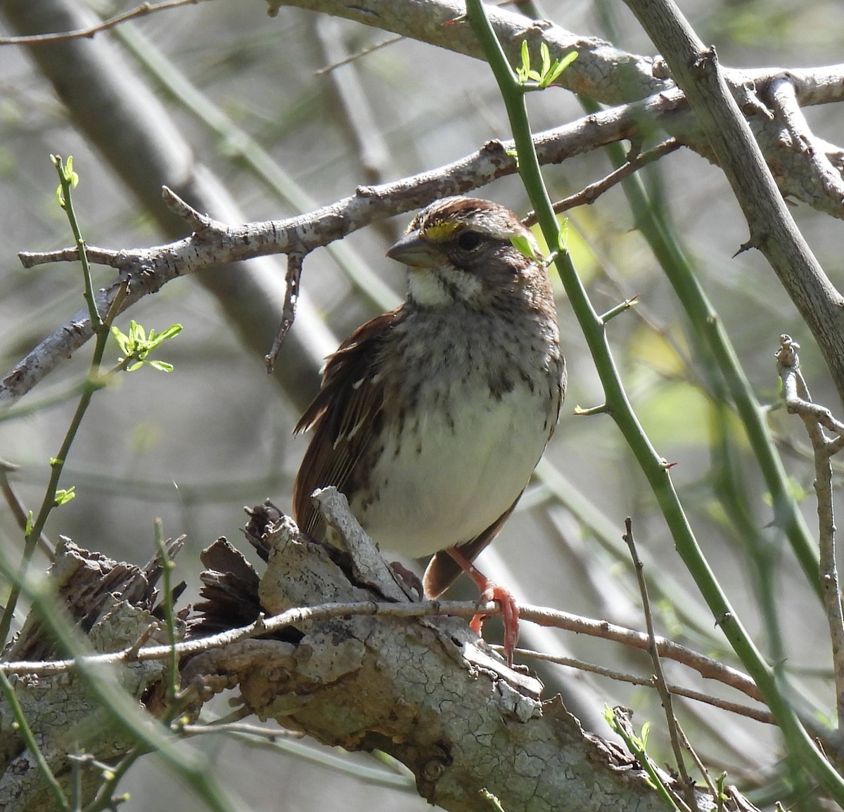 White-throated Sparrow - ML616012130