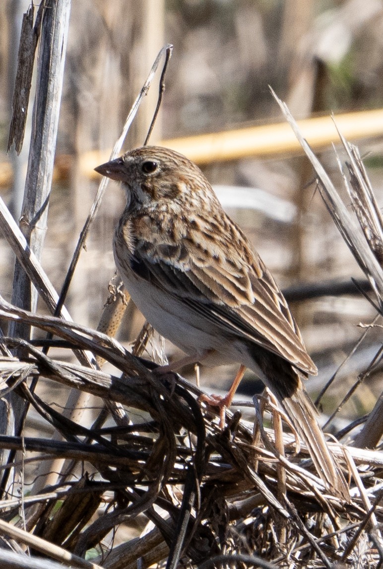 Vesper Sparrow - ML616012158