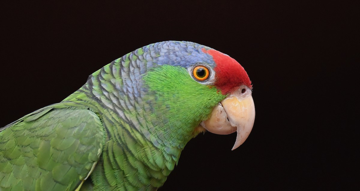Red-crowned Parrot - ML616012187