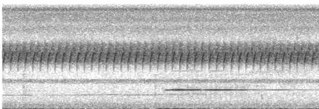 Серый скрытохвост - ML616012509