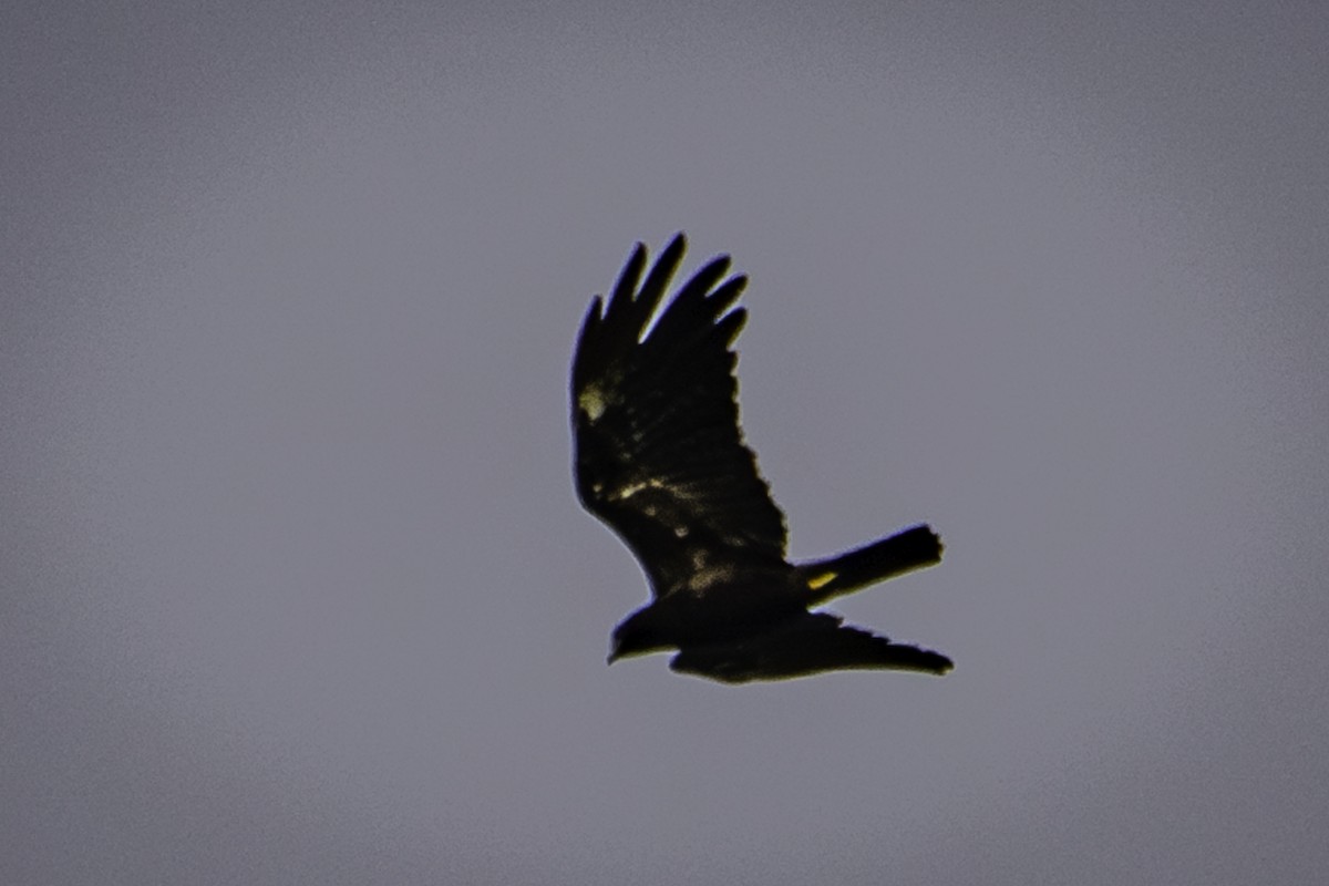 Black Eagle - ML616012547