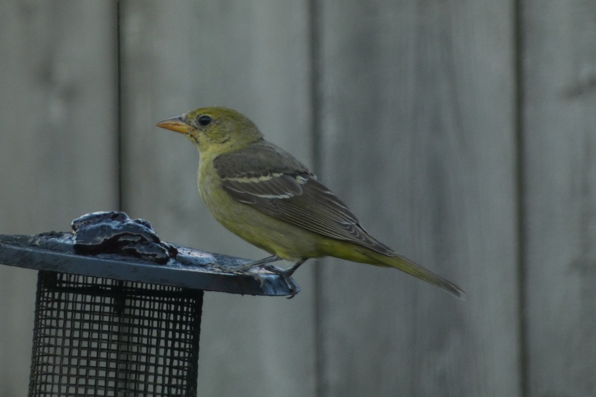 Western Tanager - ML616012558