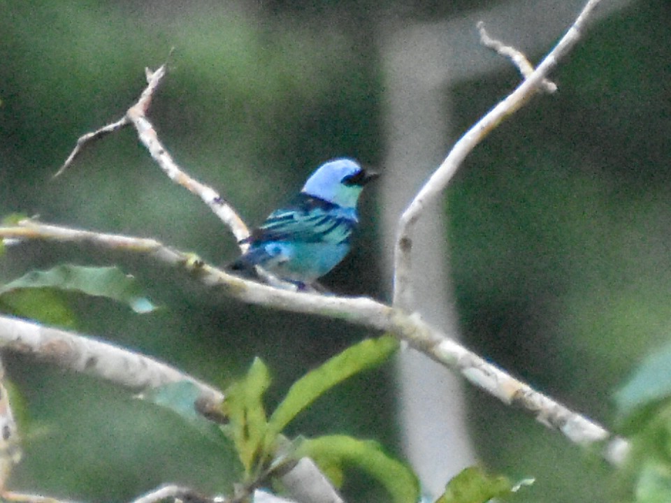 Masked Tanager - ML616012574