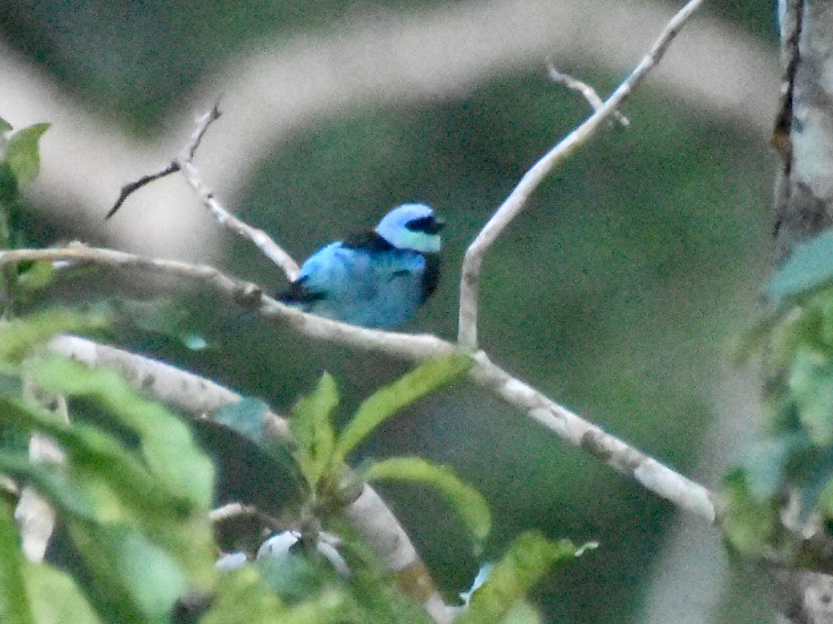 Masked Tanager - ML616012575