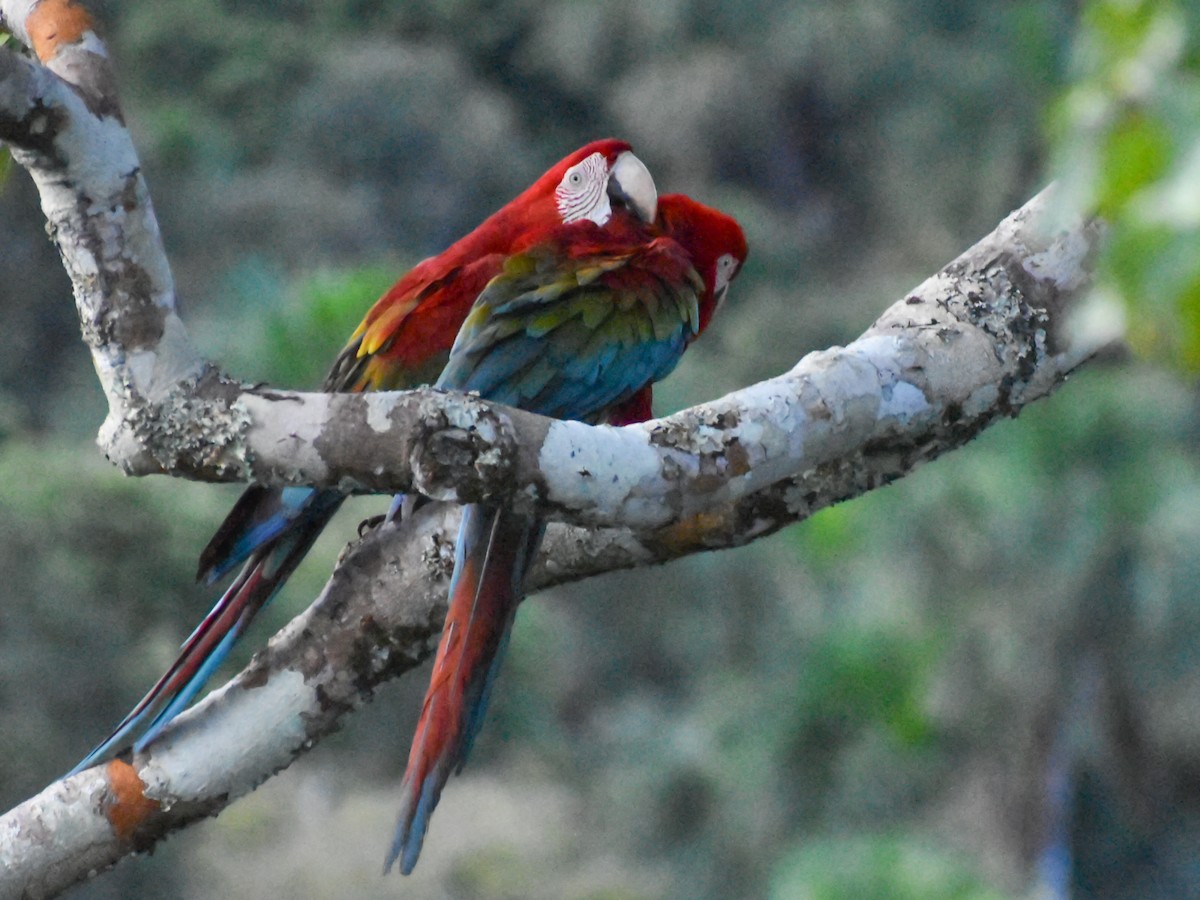 Red-and-green Macaw - ML616012594