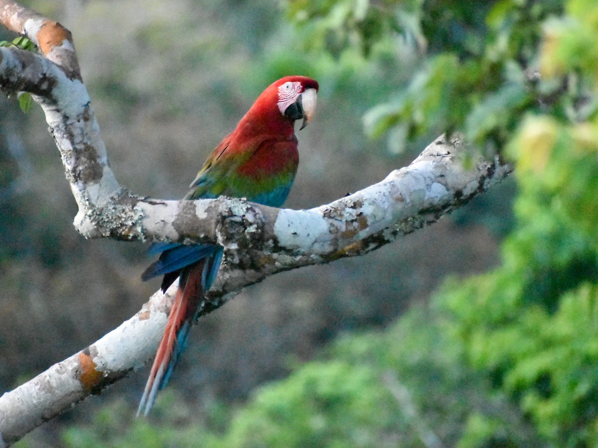 Red-and-green Macaw - ML616012606