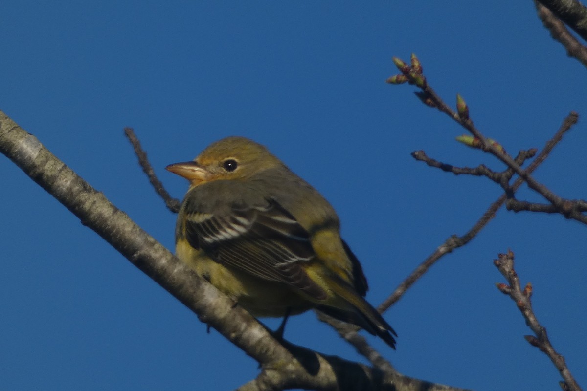 Western Tanager - ML616012689