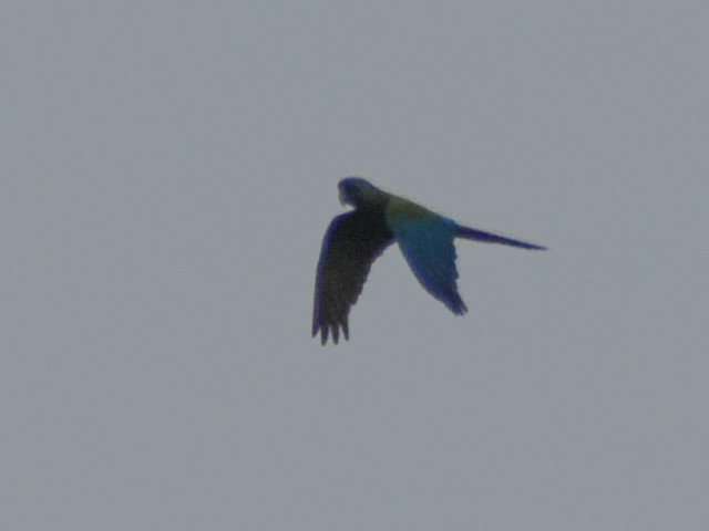Blue-headed Macaw - ML616012704