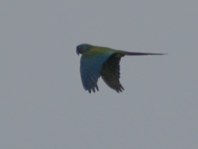Blue-headed Macaw - ML616012705