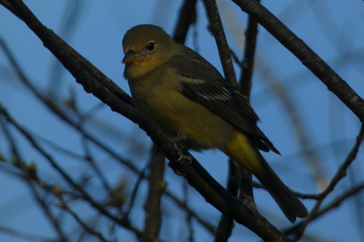 Western Tanager - ML616012818
