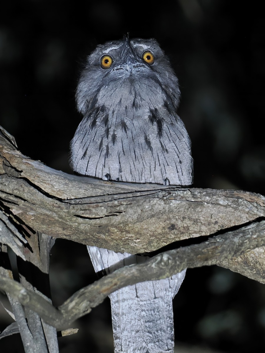 Tawny Frogmouth - Mark Sutton