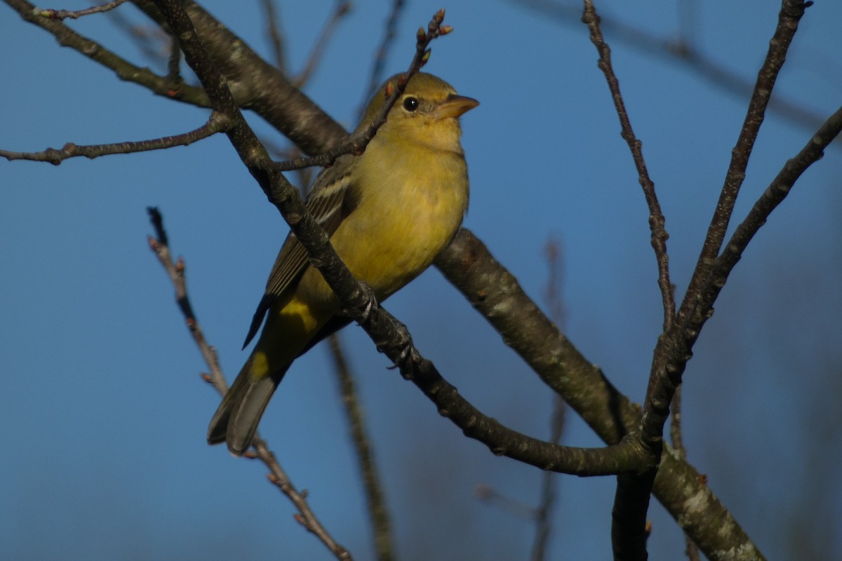 Western Tanager - ML616012880