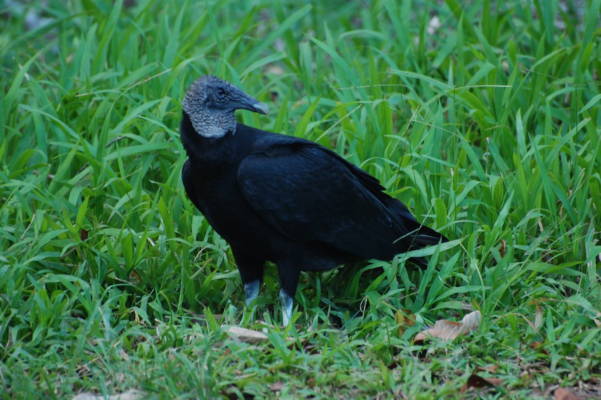 Black Vulture - ML616012898