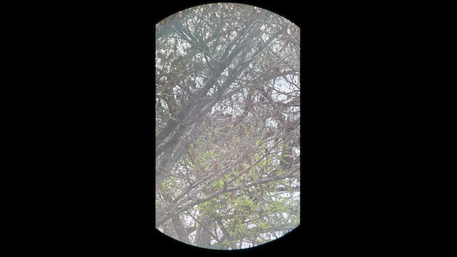 orel bělohlavý - ML616012935
