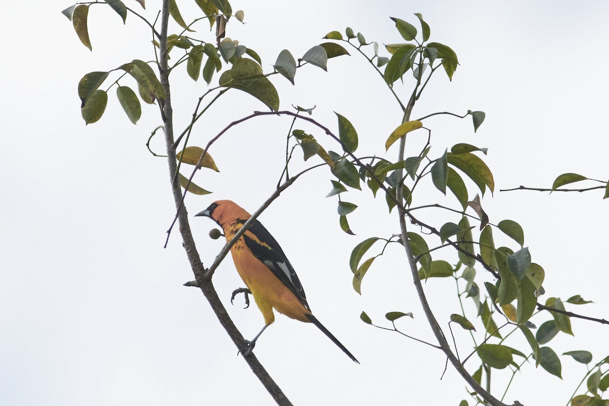 Spot-breasted Oriole - ML616012955