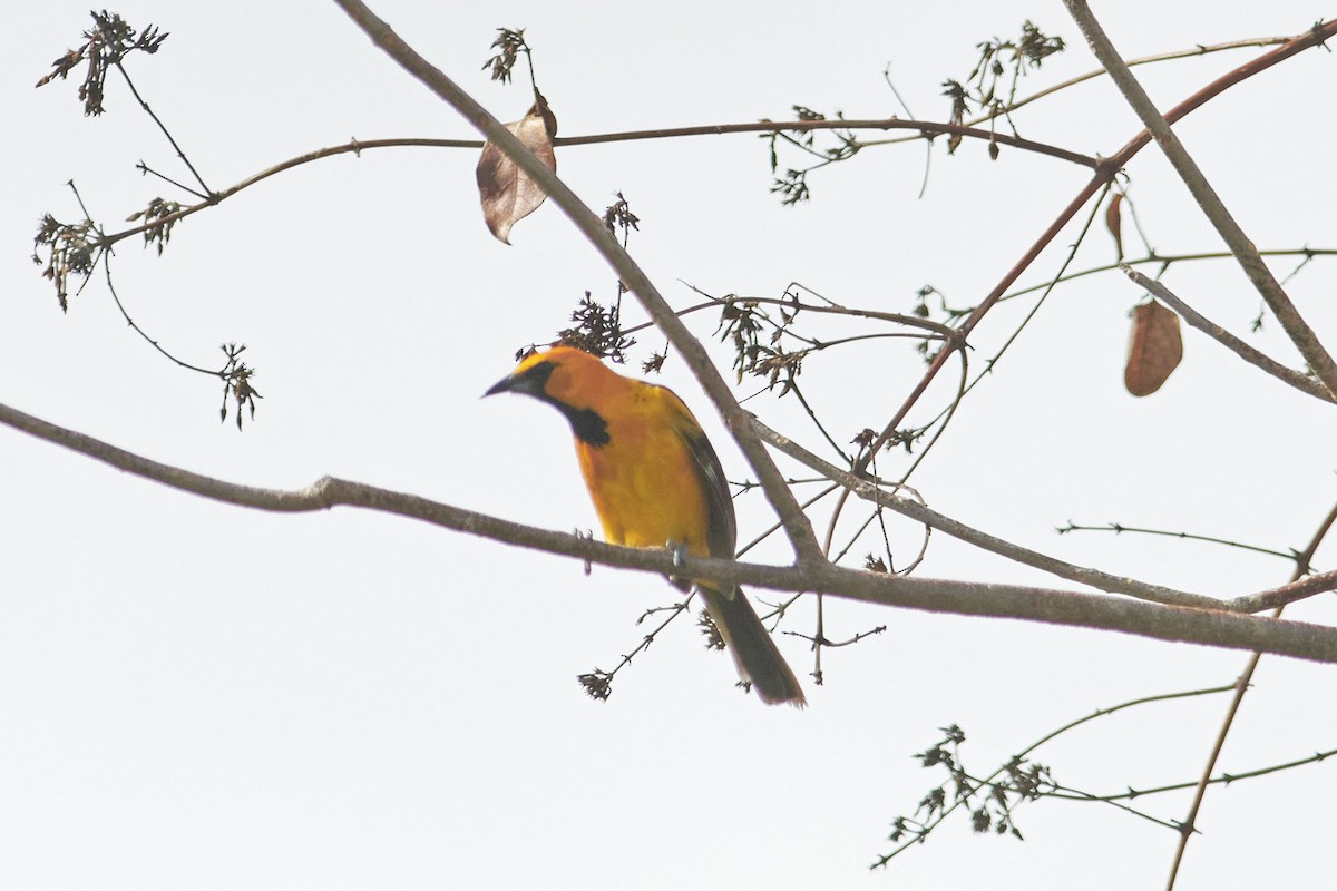 Spot-breasted Oriole - ML616012966