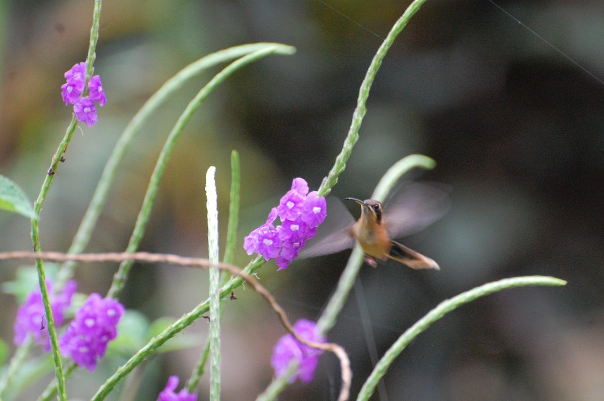 kolibřík proužkohrdlý - ML616013033