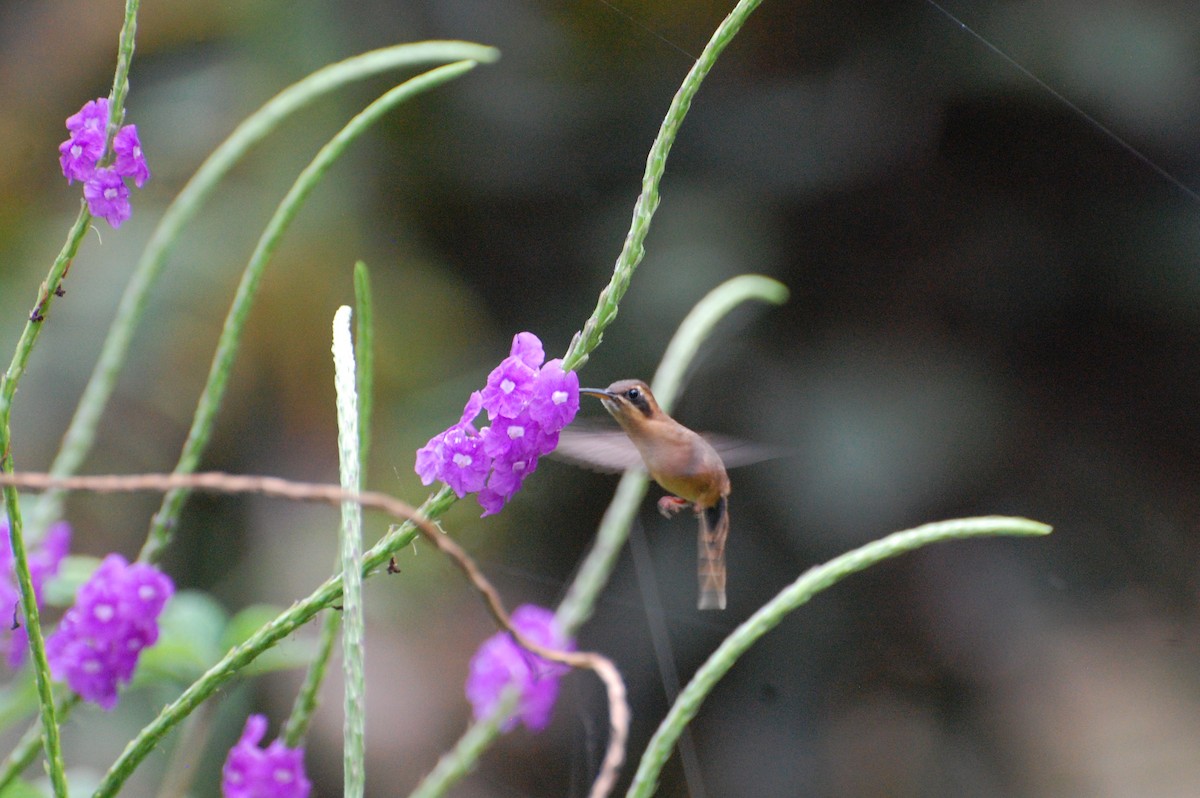 Пестрогорлый колибри-отшельник - ML616013035
