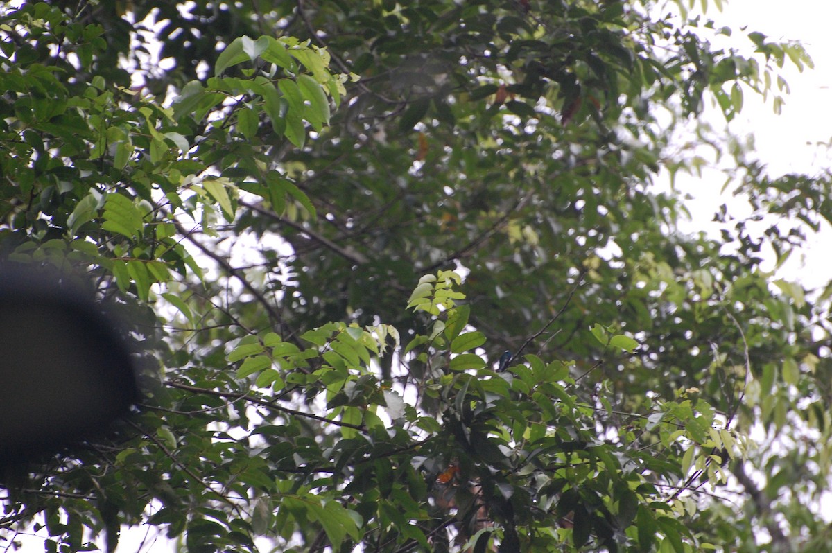 kolibřík bělokrký - ML616013387
