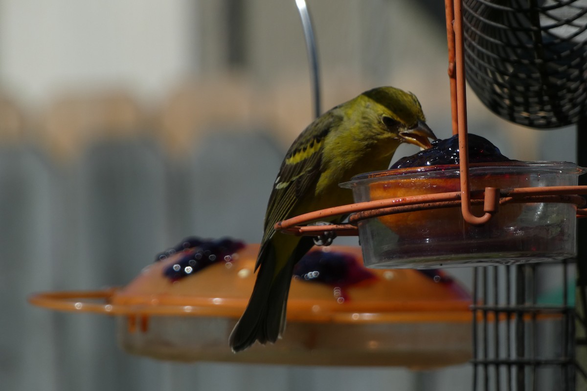 Western Tanager - ML616013559