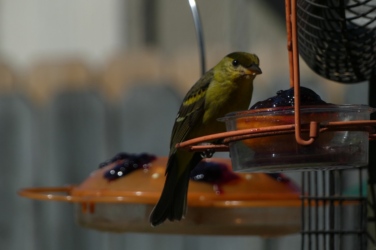 Western Tanager - ML616013560