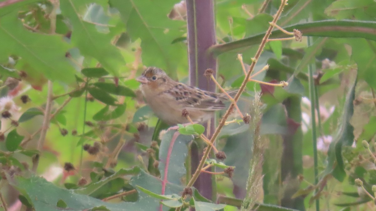 Grasshopper Sparrow - ML616013593