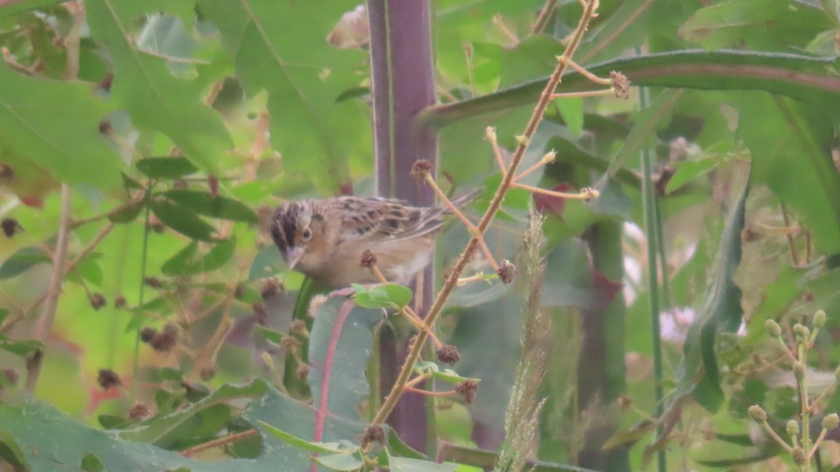 Grasshopper Sparrow - ML616013594