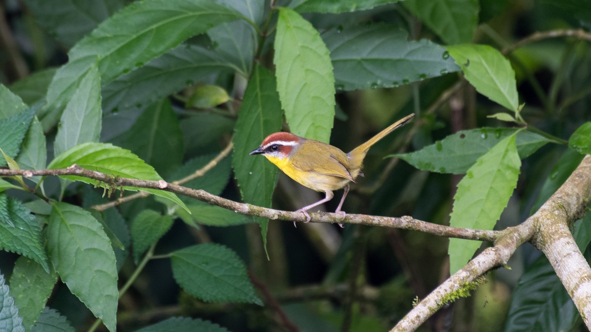Rufous-capped Warbler - ML616013755