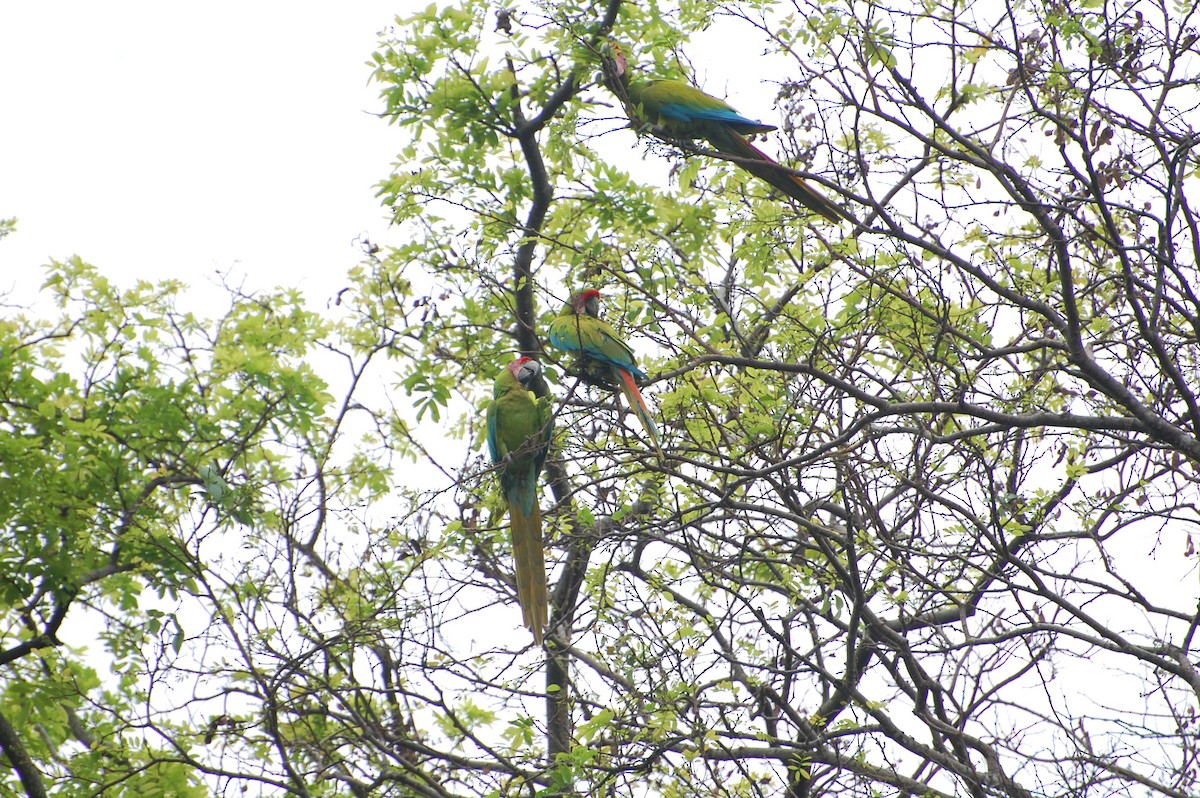 Great Green Macaw - ML616013766