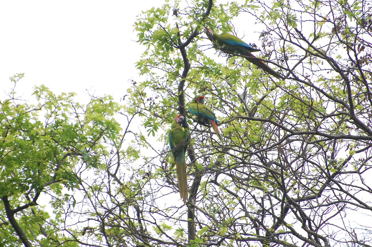 Great Green Macaw - ML616013767