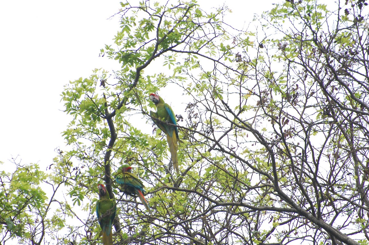 Great Green Macaw - ML616013768