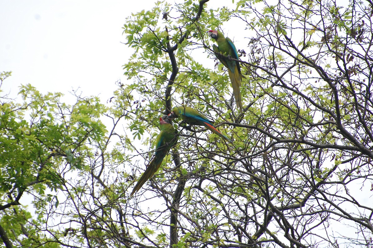 Great Green Macaw - ML616013769