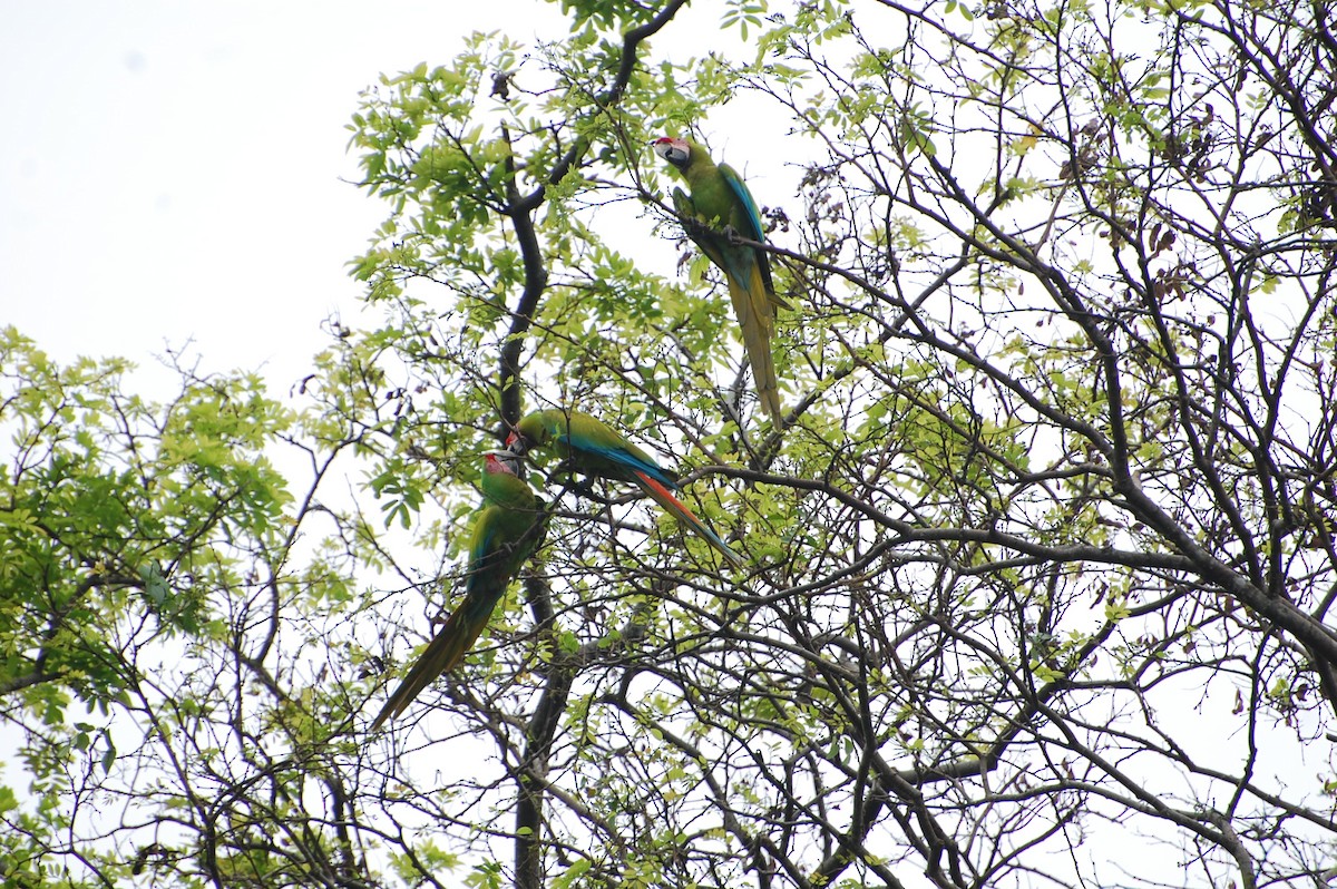 Great Green Macaw - ML616013771