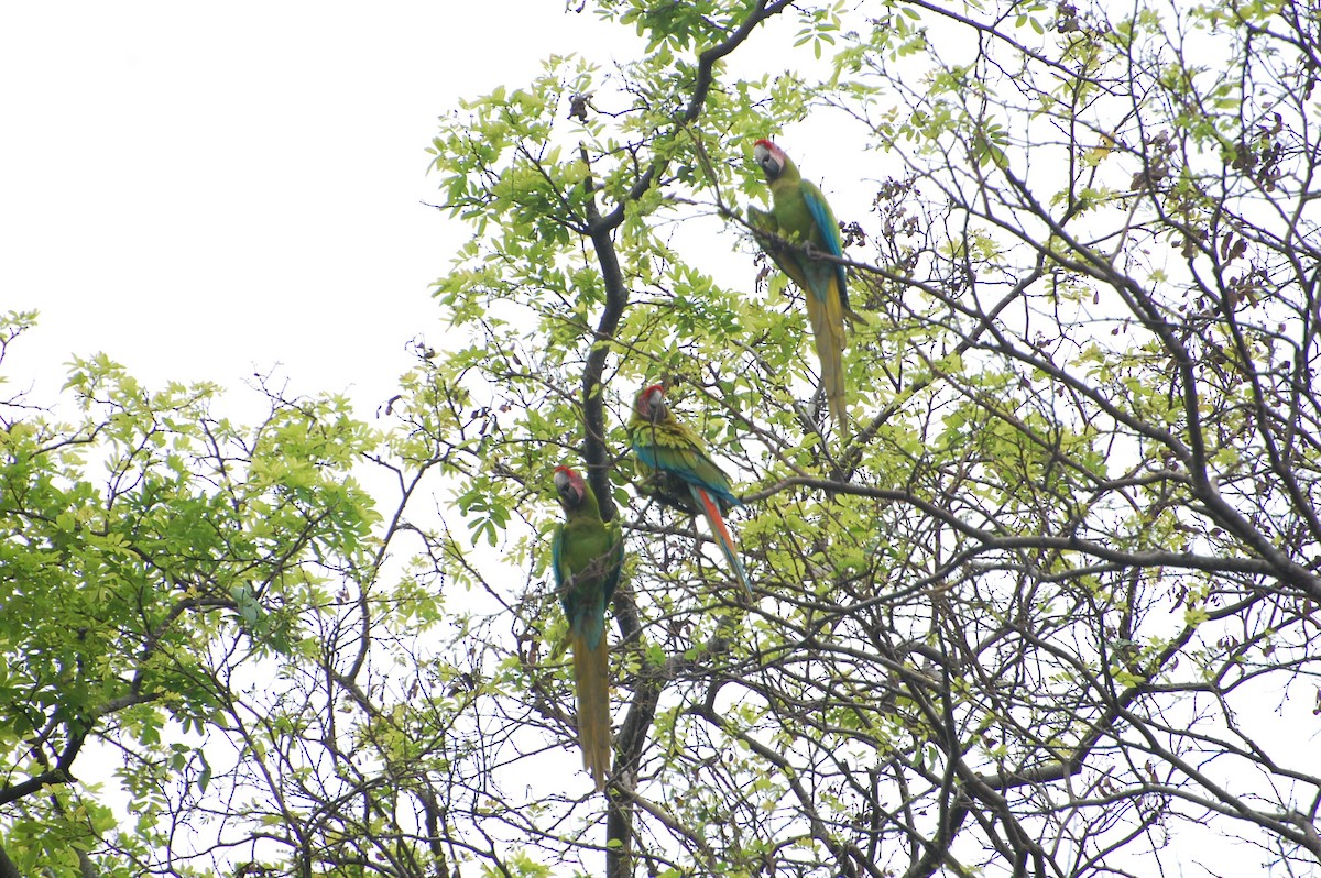 Great Green Macaw - ML616013772