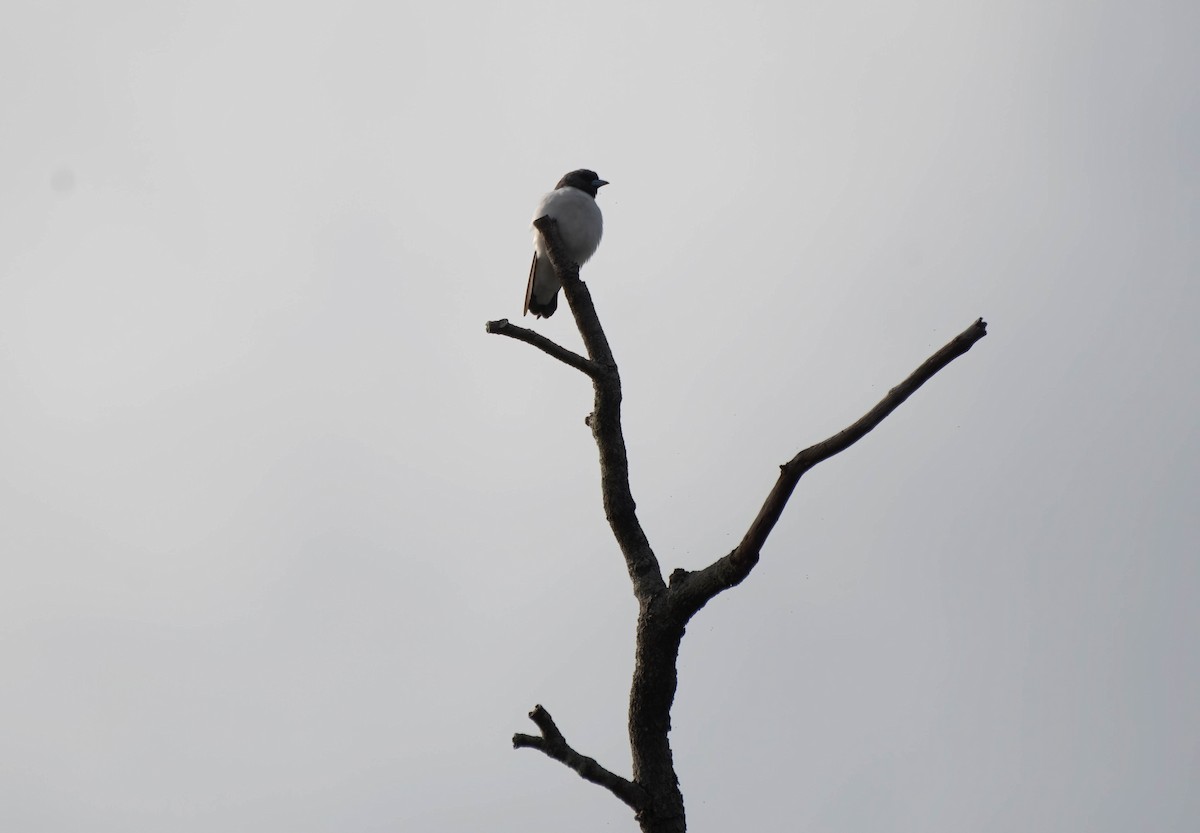 White-breasted Woodswallow - ML616013932