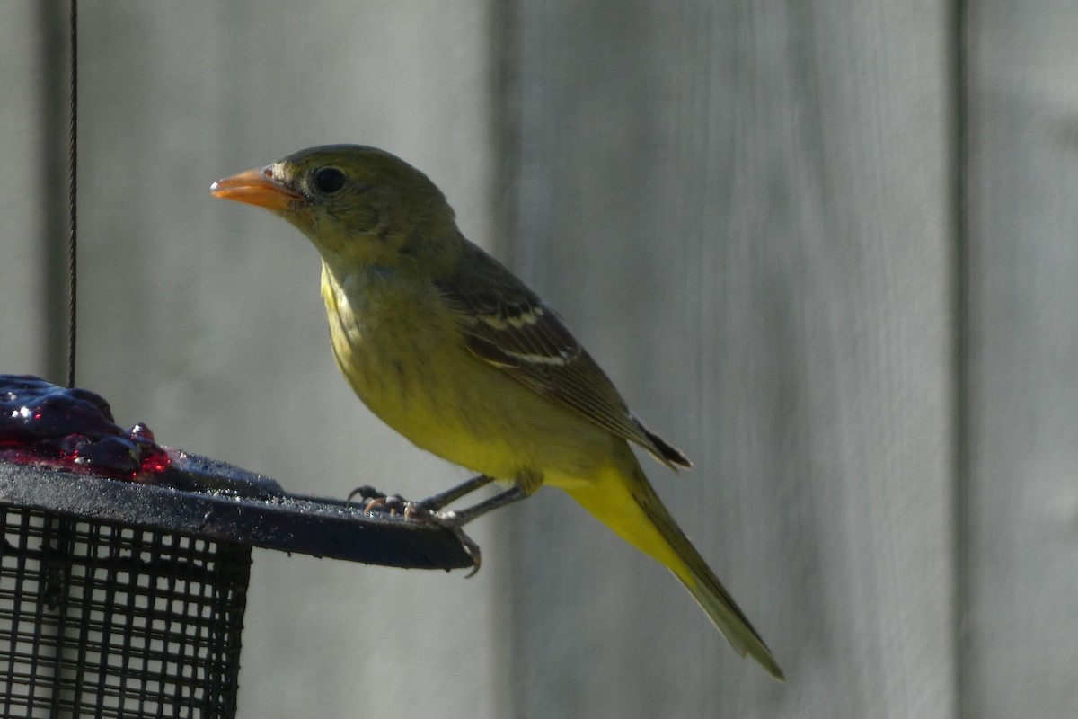 Western Tanager - ML616013962