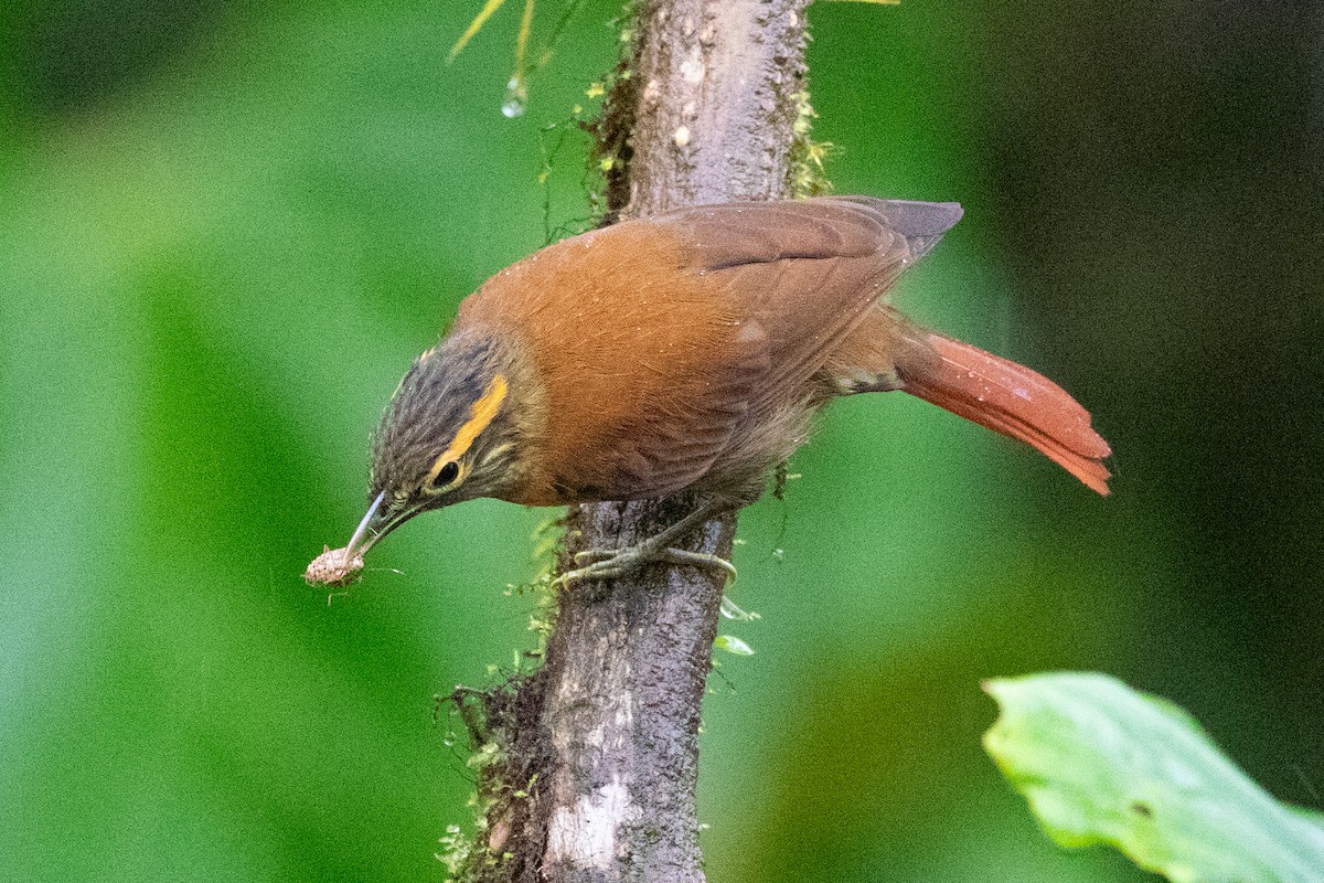 Scaly-throated Foliage-gleaner (Spot-breasted) - ML616014266