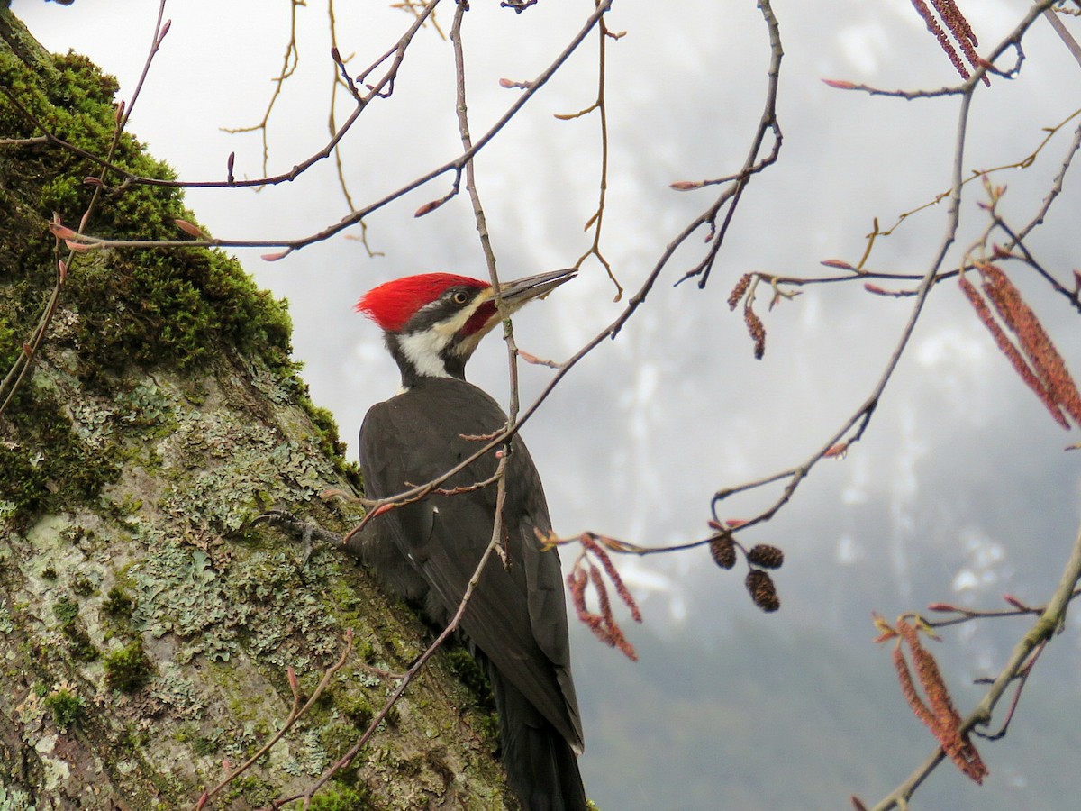 Pileated Woodpecker - ML616014363