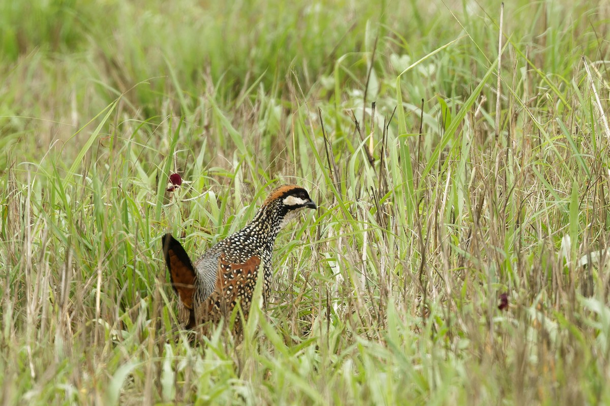 Chinese Francolin - ML616014404