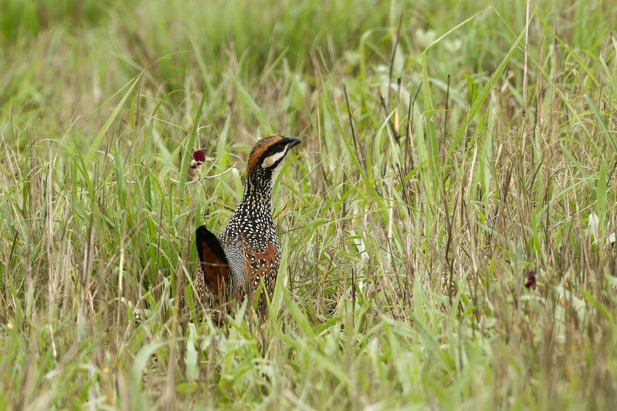 Chinese Francolin - ML616014405