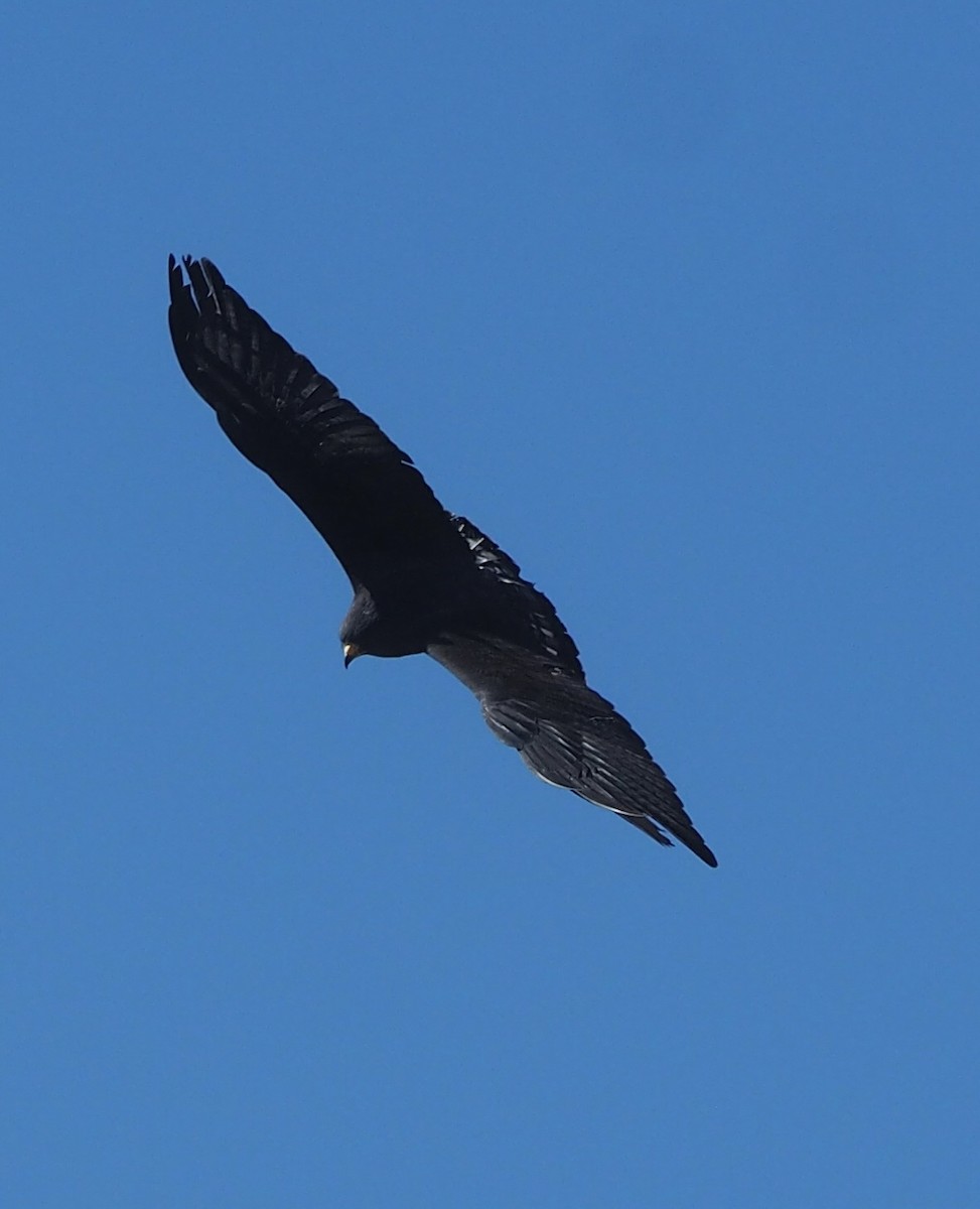 Zone-tailed Hawk - ML616014414